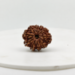Original 10 Mukhi Rudraksha large size natural Nepali bead with ten mukhis on white background for spiritual healing and protection.