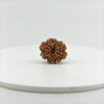Small original 10 Mukhi Rudraksha bead with natural ten mukhis isolated on white background for ecommerce product listing.