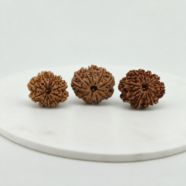 Original 10 Mukhi Rudraksha beads in large medium and small sizes displayed together on white background.