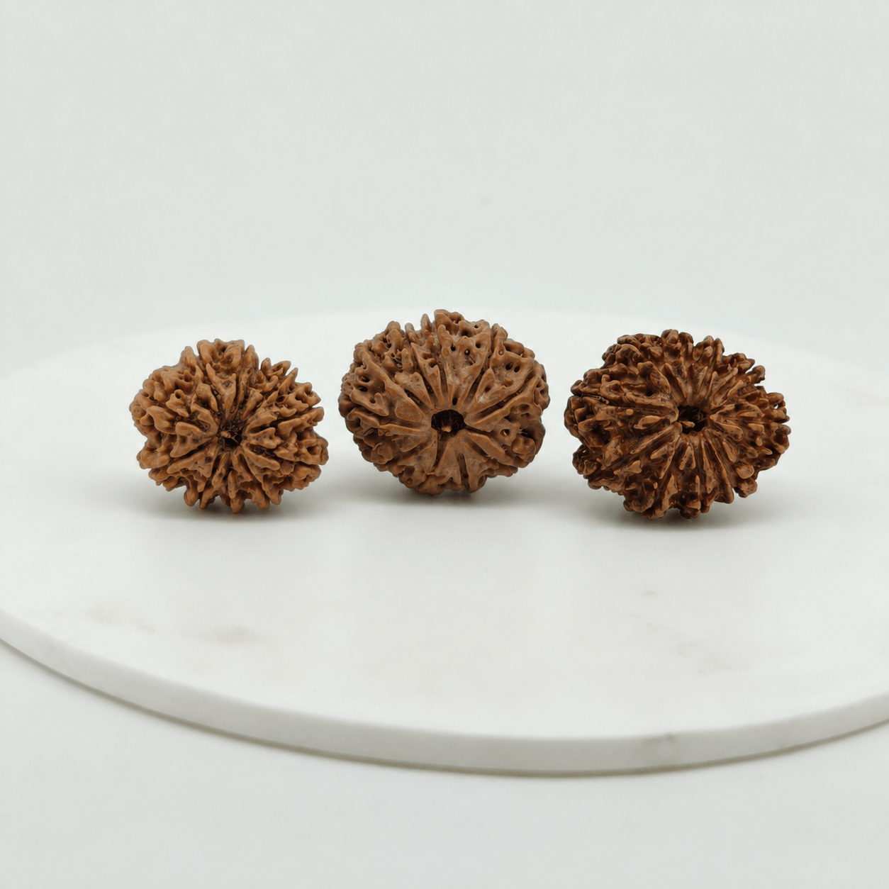 Original 10 Mukhi Rudraksha beads in large medium and small sizes displayed together on white background.