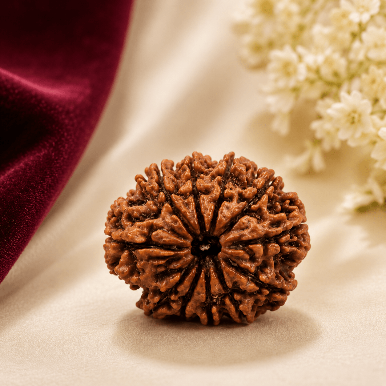Natural 11 Mukhi Rudraksha Bead – Shraddha Shree Gems