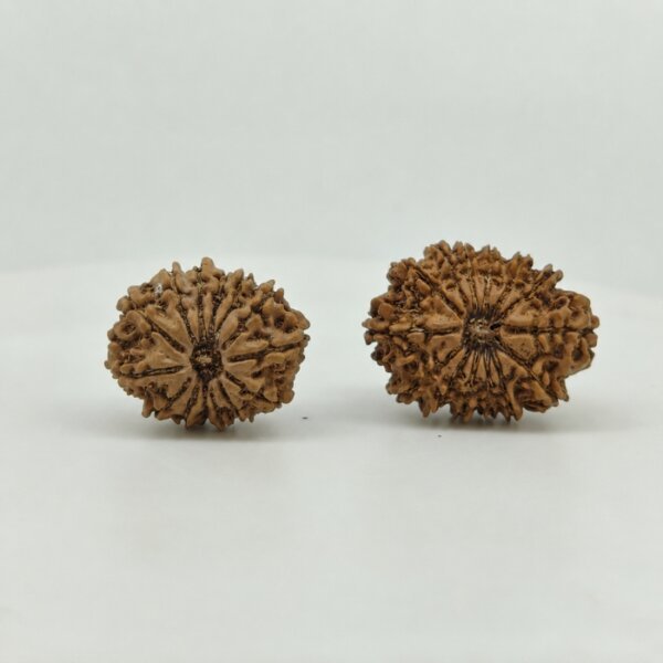 Original 14 Mukhi Nepal Rudraksha Lab Certified Natural Authentic Brown Bead South Extension Delhi