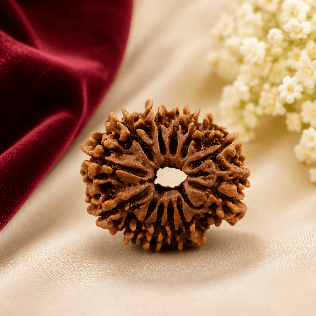 Natural 12 Mukhi Rudraksha bead available at Shraddh Shree Gems