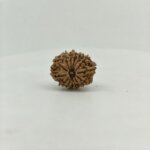 Original 14 Mukhi Nepal Rudraksha Lab Certified Natural Authentic Brown Bead South Extension Delhi