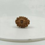 Original 14 Mukhi Nepal Rudraksha Lab Certified Natural Authentic Brown Bead South Extension Delhi