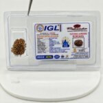 Original 14 Mukhi Nepal Rudraksha Lab Certified Natural Authentic Brown Bead South Extension Delhi