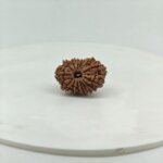Buy Natural 15 Mukhi Rudraksha Online | Certified Original Nepal Fifteen Mukhi Rudraksha for Lord Pashupatinath & Venus (Shukra)