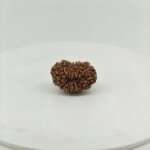 Back view of Natural Nepal 15 Mukhi Rudraksha displaying authentic texture and fifteen natural grooves.