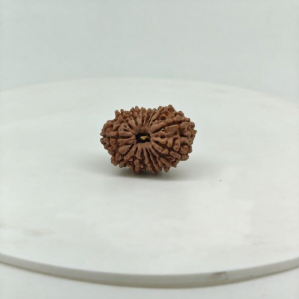 Buy Natural 15 Mukhi Rudraksha Online | Certified Original Nepal Fifteen Mukhi Rudraksha for Lord Pashupatinath & Venus (Shukra)