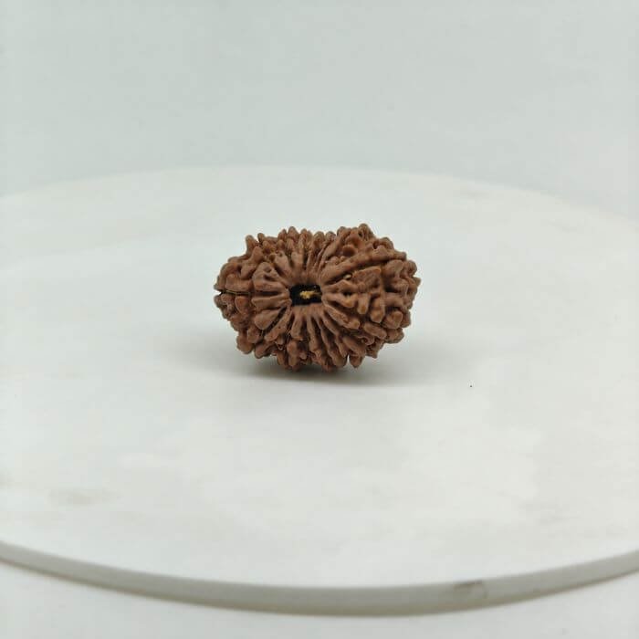Buy Natural 15 Mukhi Rudraksha Online | Certified Original Nepal Fifteen Mukhi Rudraksha for Lord Pashupatinath & Venus (Shukra)