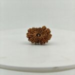 Original 16 Mukhi Nepal Rudraksha Lab Certified Natural Authentic Brown Bead South Extension Delhi