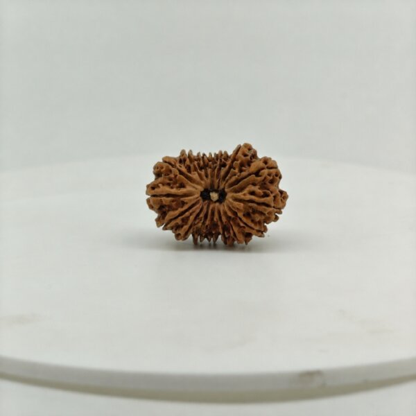 Original 16 Mukhi Nepal Rudraksha Lab Certified Natural Authentic Brown Bead South Extension Delhi