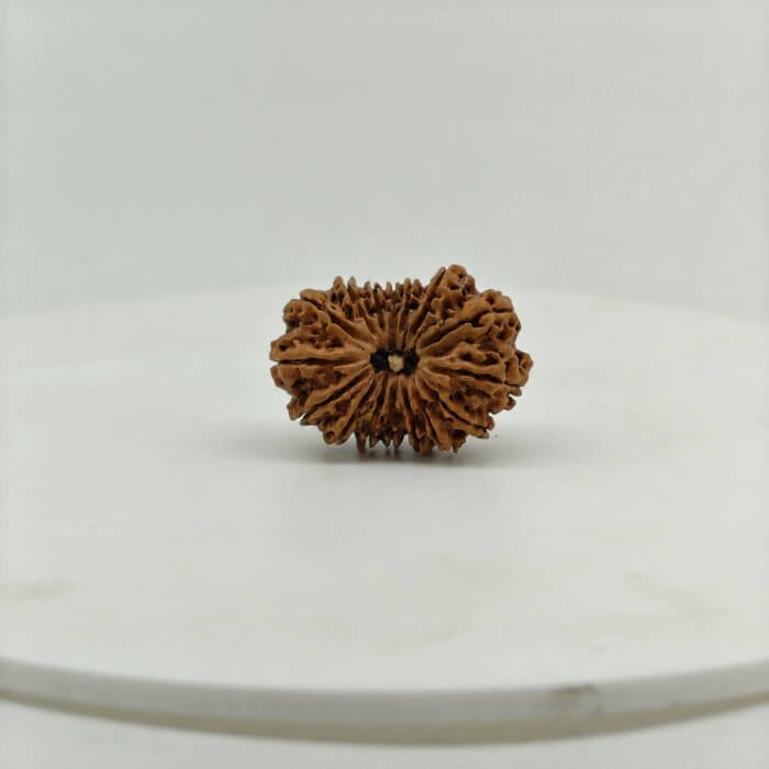 Original 16 Mukhi Nepal Rudraksha Lab Certified Natural Authentic Brown Bead South Extension Delhi