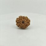 Original 11 Mukhi Nepal Rudraksha Lab Certified Natural Authentic Brown Bead South Extension Delhi