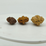 Three Natural 2 Mukhi Rudraksha beads showing different sizes and natural color variations