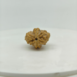 Premium Natural 2 Mukhi Rudraksha close-up showing detailed mukhi lines and natural texture