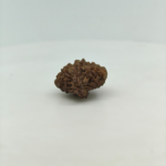Original 2 Mukhi Rudraksha side profile displaying natural texture and twin-faced structure