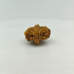 Natural 2 Mukhi Rudraksha bead front view with clear natural mukhi lines on a white background