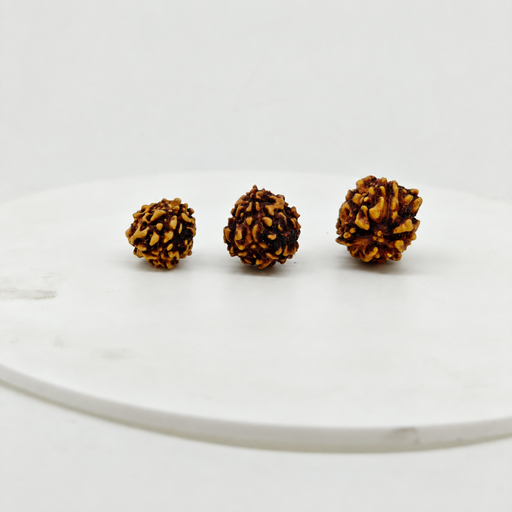 Original 3 Mukhi Rudraksha beads showing small medium and large size comparison on white background.