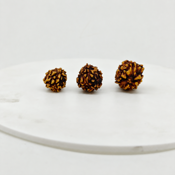 Original 3 Mukhi Rudraksha beads showing small medium and large size comparison on white background.