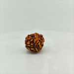 Large authentic 3 Mukhi Rudraksha bead with natural three faces isolated on white background.