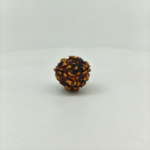 Natural medium size 3 Mukhi Rudraksha bead isolated on white background for spiritual jewelry and meditation.