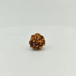 Original small 3 Mukhi Rudraksha bead with natural texture on white background for spiritual healing and meditation.
