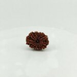 Original 11 Mukhi Nepal Rudraksha (Natural & Authentic) | Lab Certified Rudraksha Bead - Image 4