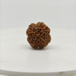 Back view of Original Nepal 4 Mukhi Rudraksha, Lab Certified natural Rudraksha bead from Shraddha Shree Gems