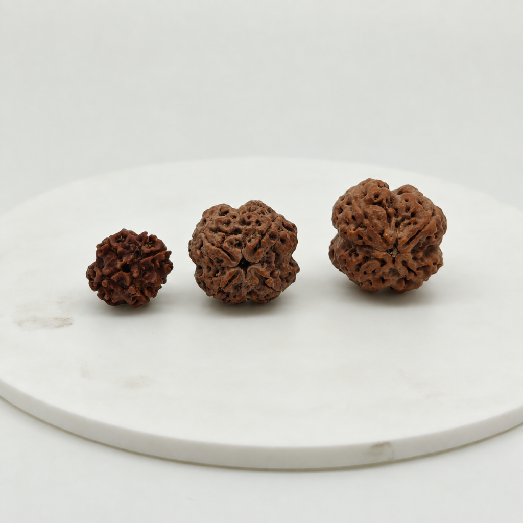 Premium Nepal 4 Mukhi Rudraksha Size Comparison | Natural Rudraksha Collection