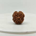 Natural Nepal 4 Mukhi Rudraksha Top View | Original Rudraksha