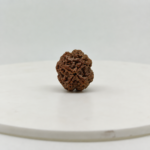 Premium 4 Mukhi Rudraksha front view, natural Nepal Rudraksha bead, Lab Certified authentic Rudraksha from Shraddha Shree Gems