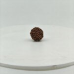 Natural 5 Mukhi Rudraksha (Natural Nepal Bead) | Original Rudraksha - Image 2