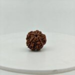Natural 5 Mukhi Rudraksha (Natural Nepal Bead) | Original Rudraksha - Image 4