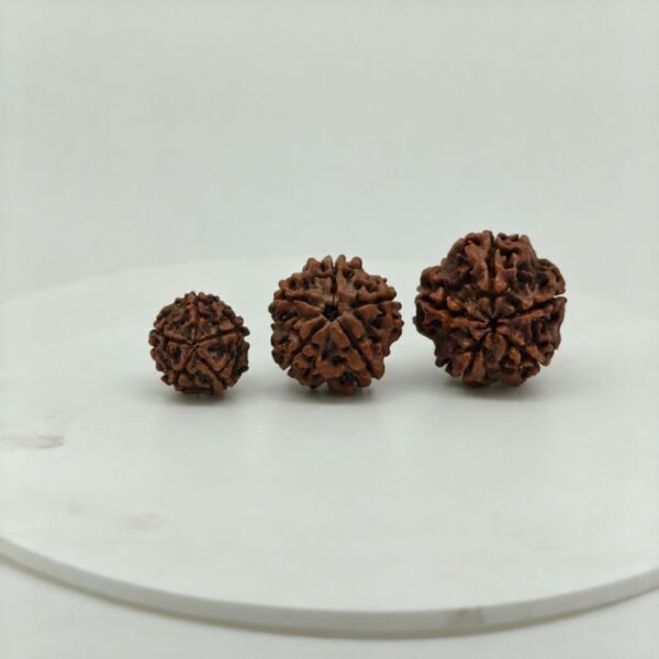 Buy Natural 5 Mukhi Rudraksha Online | Certified Original Five Mukhi Nepal Rudraksha for Lord Shiva & Jupiter (Guru)