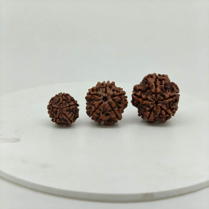 Buy Natural 5 Mukhi Rudraksha Online | Certified Original Five Mukhi Nepal Rudraksha for Lord Shiva & Jupiter (Guru)