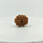 Original 12 Mukhi Nepal Rudraksha Lab Certified Natural Authentic Brown Bead South Extension Delhi