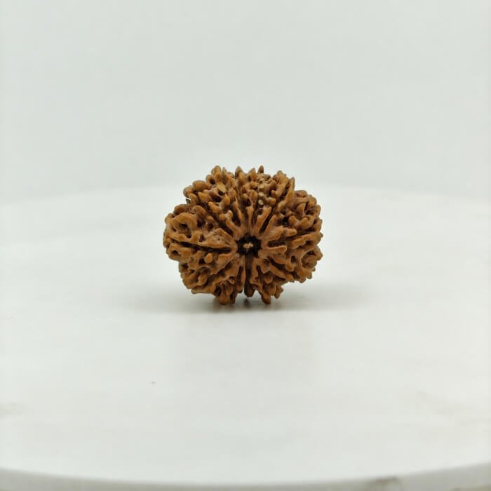 Original 12 Mukhi Nepal Rudraksha Lab Certified Natural Authentic Brown Bead South Extension Delhi