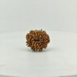 Original 12 Mukhi Nepal Rudraksha Lab Certified Natural Authentic Brown Bead South Extension Delhi