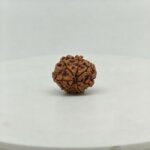 Original 7 Mukhi Rudraksha Nepal Bead | Natural & Lab Certified Rudraksha - Image 3