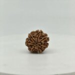 Original 7 Mukhi Rudraksha Nepal Bead | Natural & Lab Certified Rudraksha - Image 4