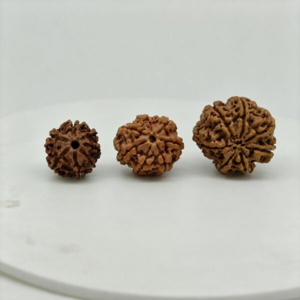 Premium 7 Mukhi Rudraksha Natural Nepal Lab Certified Original Rudraksha