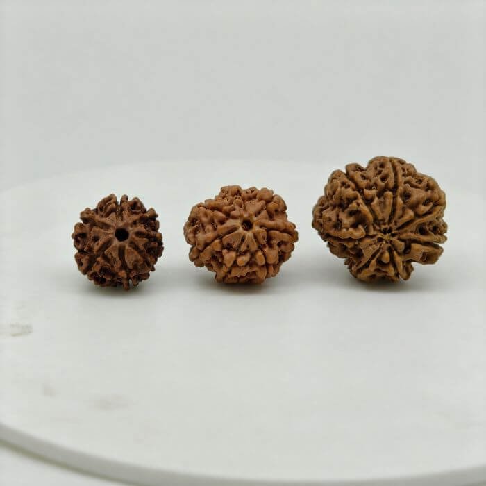 Premium 7 Mukhi Rudraksha Natural Nepal Lab Certified Original Rudraksha