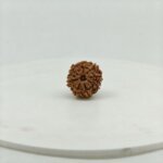 Natural 8 Mukhi Rudraksha front view from Nepal with eight well-defined natural faces, original and lab certified.