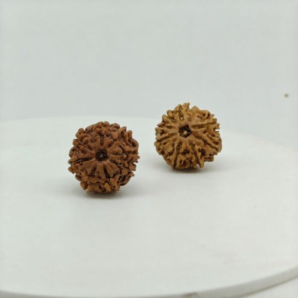 Premium 8 Mukhi Rudraksha Natural Nepal Lab Certified Original Rudraksha Bead