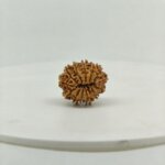 Original 13 Mukhi Nepal Rudraksha Lab Certified Natural Authentic Brown Bead South Extension Delhi