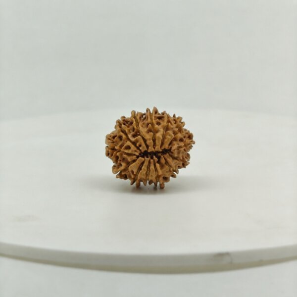 Original 13 Mukhi Nepal Rudraksha Lab Certified Natural Authentic Brown Bead South Extension Delhi