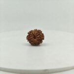 9 Mukhi Rudraksha (Nepal) | Lab Certified Bead - Image 2