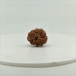 9 Mukhi Rudraksha (Nepal) | Lab Certified Bead - Image 3
