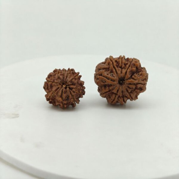 Natural 9 Mukhi Rudraksha front view from Nepal with nine well-defined natural faces, original and lab certified.